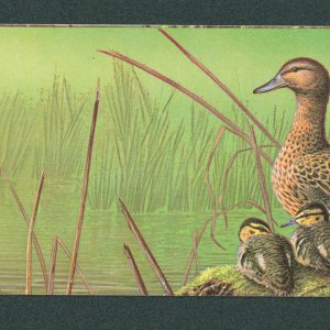 Belgique Carnet 19 Variété